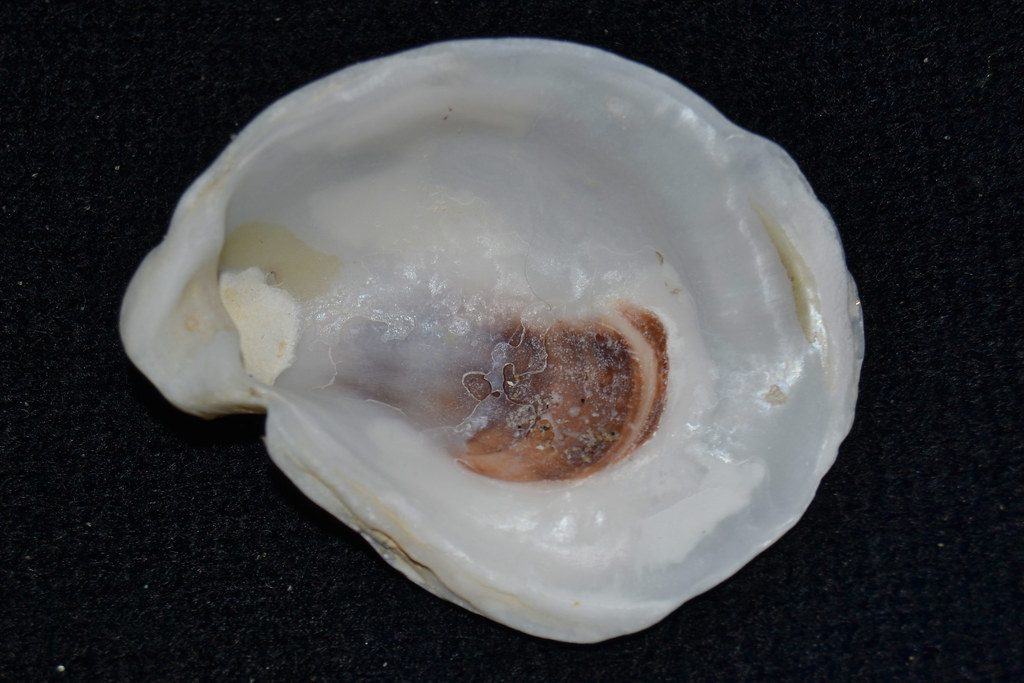 Eastern oysters (Crassostrea virginica), the species grown at Colville Bay