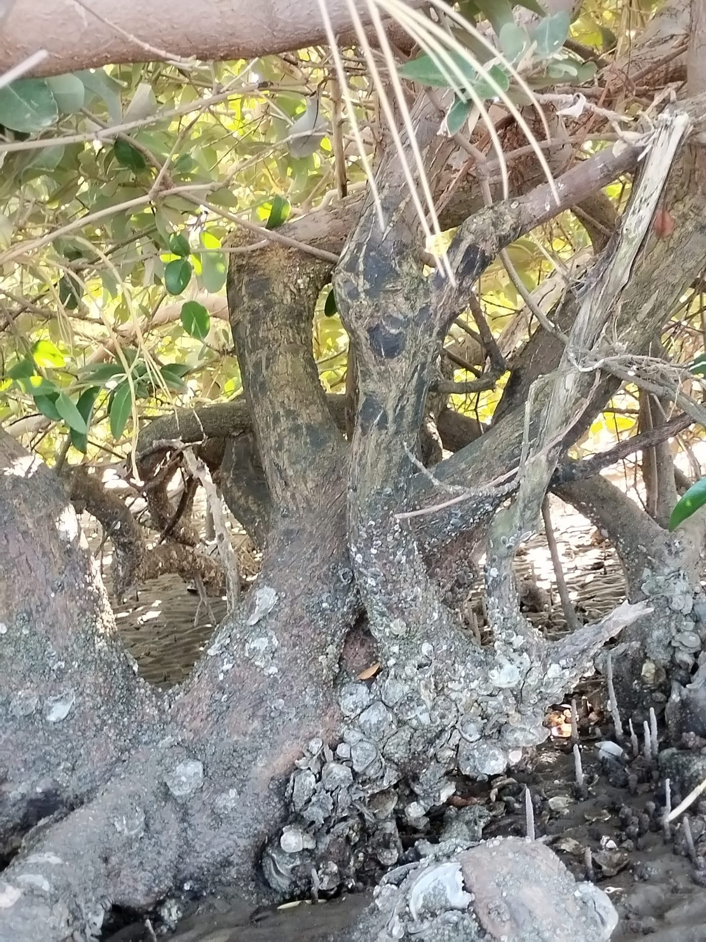 Cortez oysters (Crassostrea corteziensis)