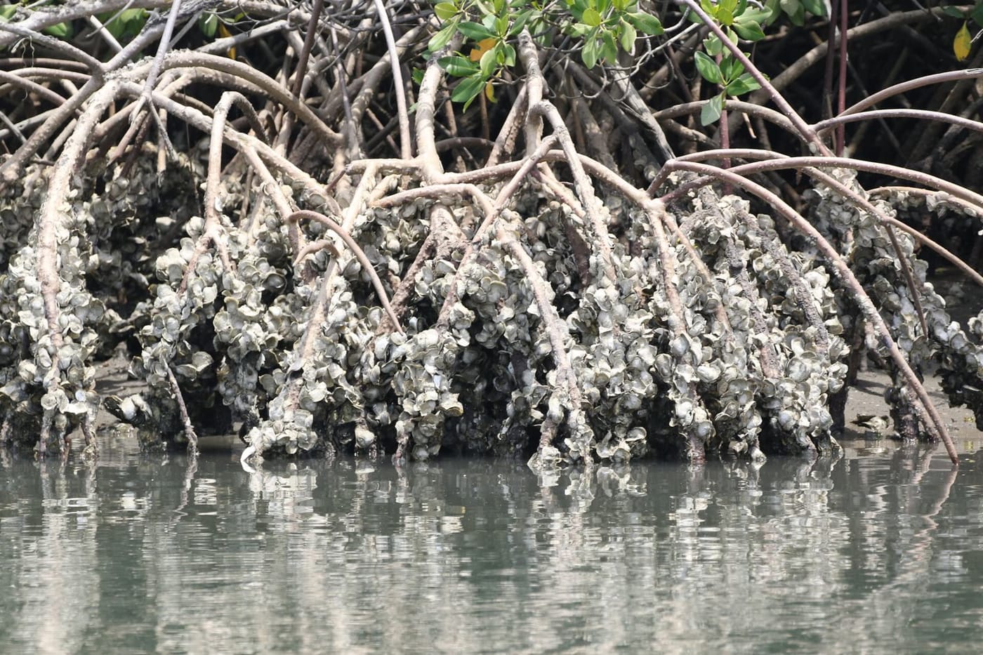 A West African mangrove oyster at Bignona, in Senegal's Casamance region