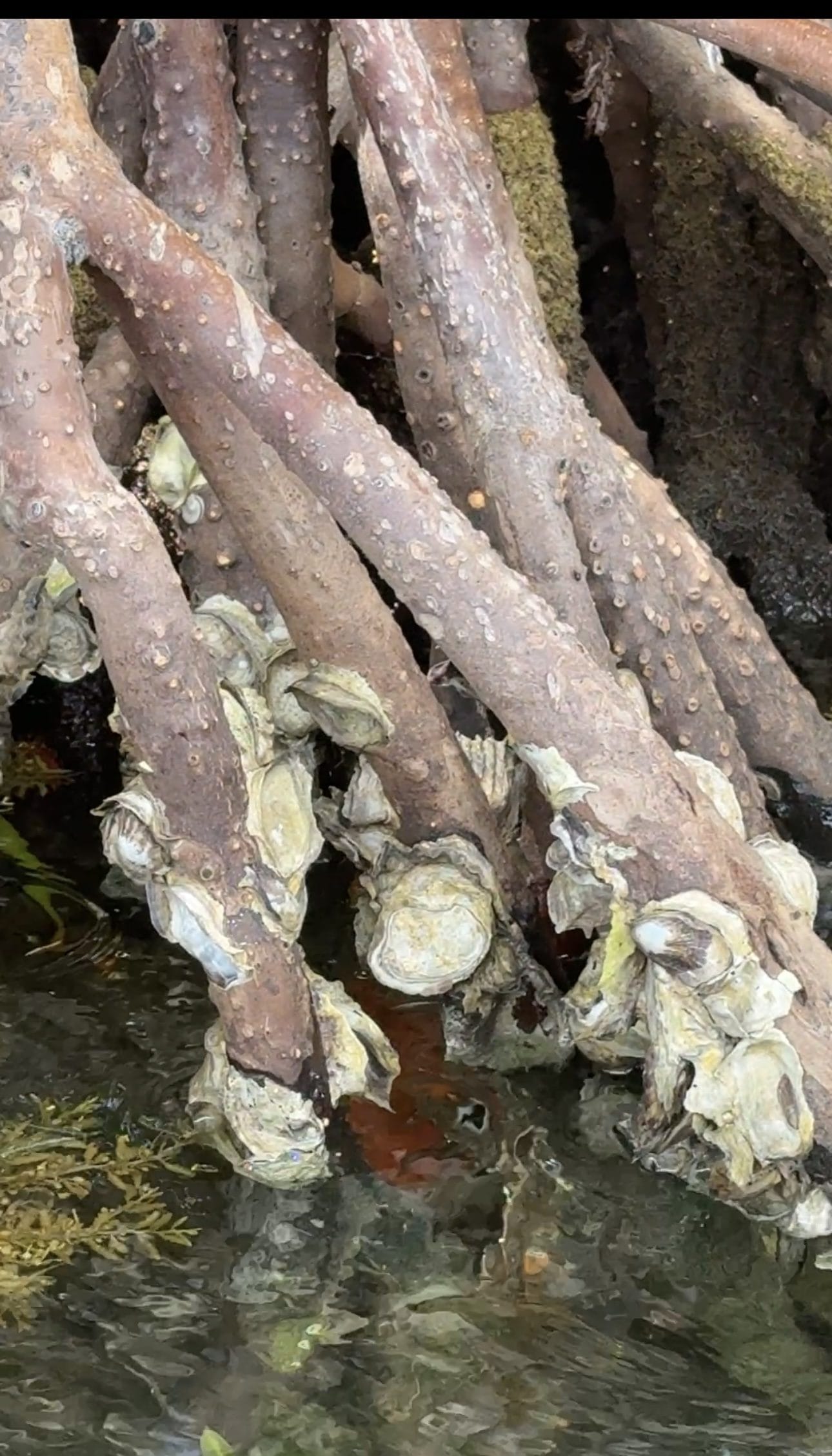 Mangrove oysters (Crassostrea rhizophorae) on mangrove roots, Puerto Rico