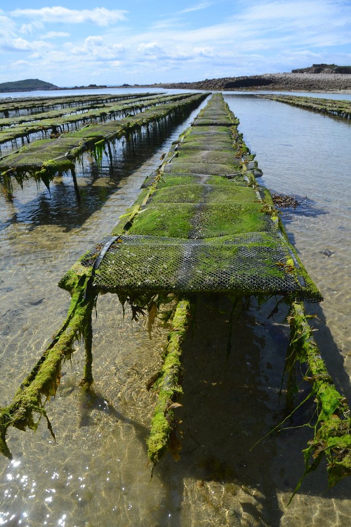 Oyster farms near Trébeurden, Côtes-d'Armor, hidden at high tide