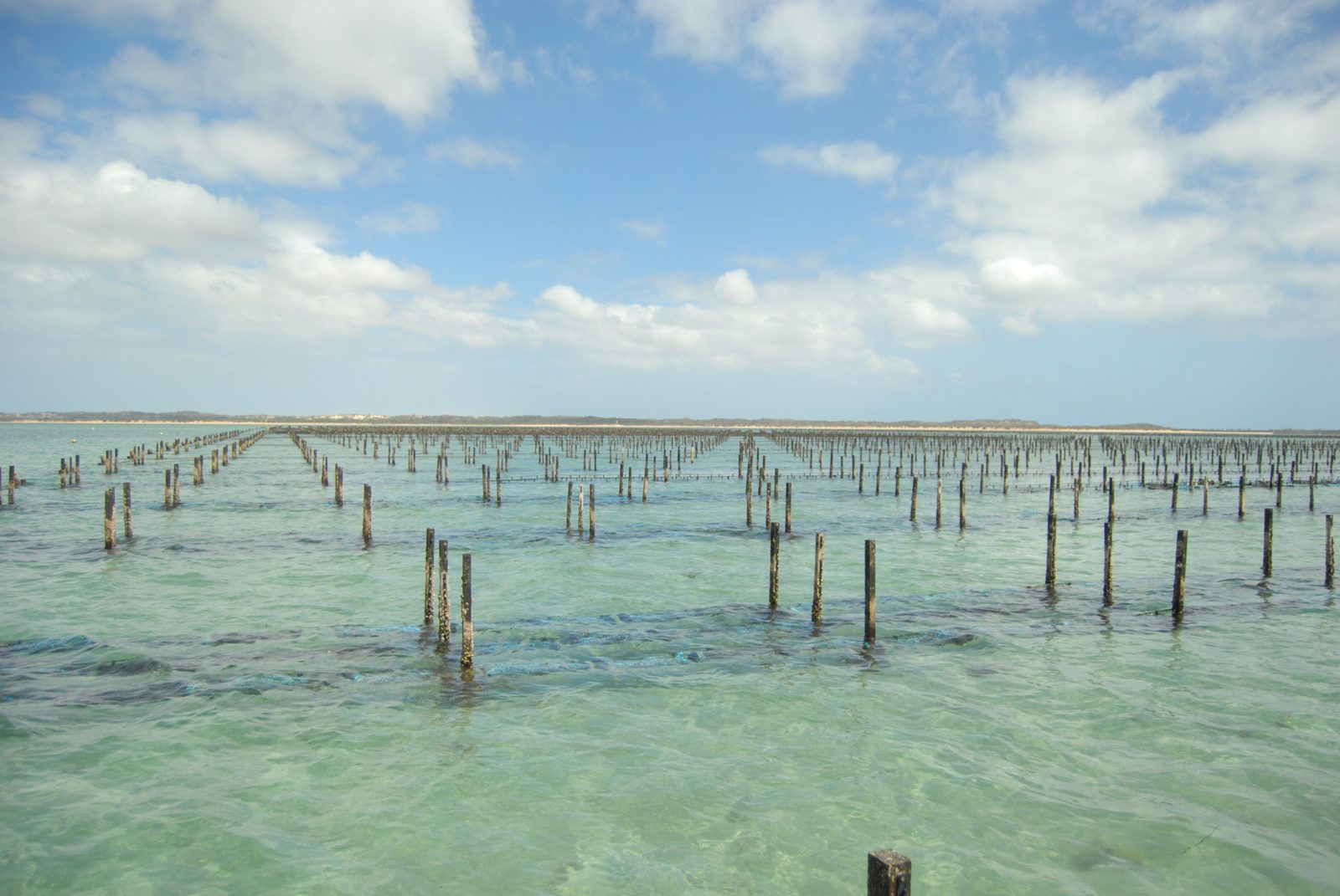 An oyster farm in South Australia