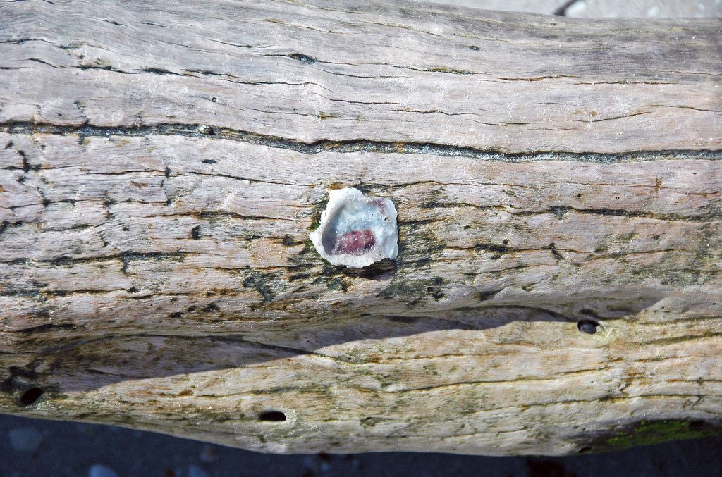 Eastern oysters (Crassostrea virginica), the species grown at Flying Point