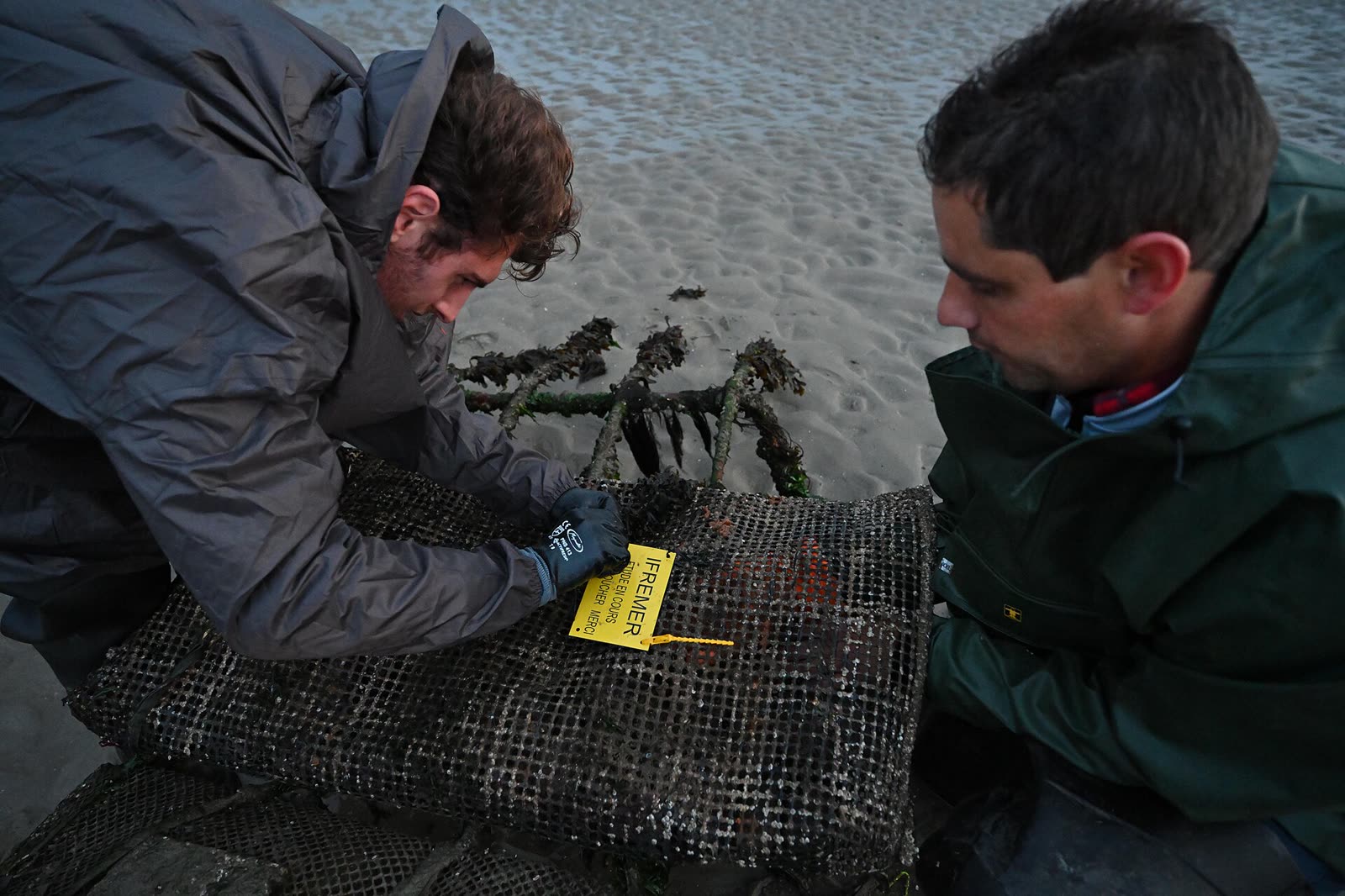 Ifremer's oyster tables in the Baie des Veys, Normandy, used to study oyster mortality
