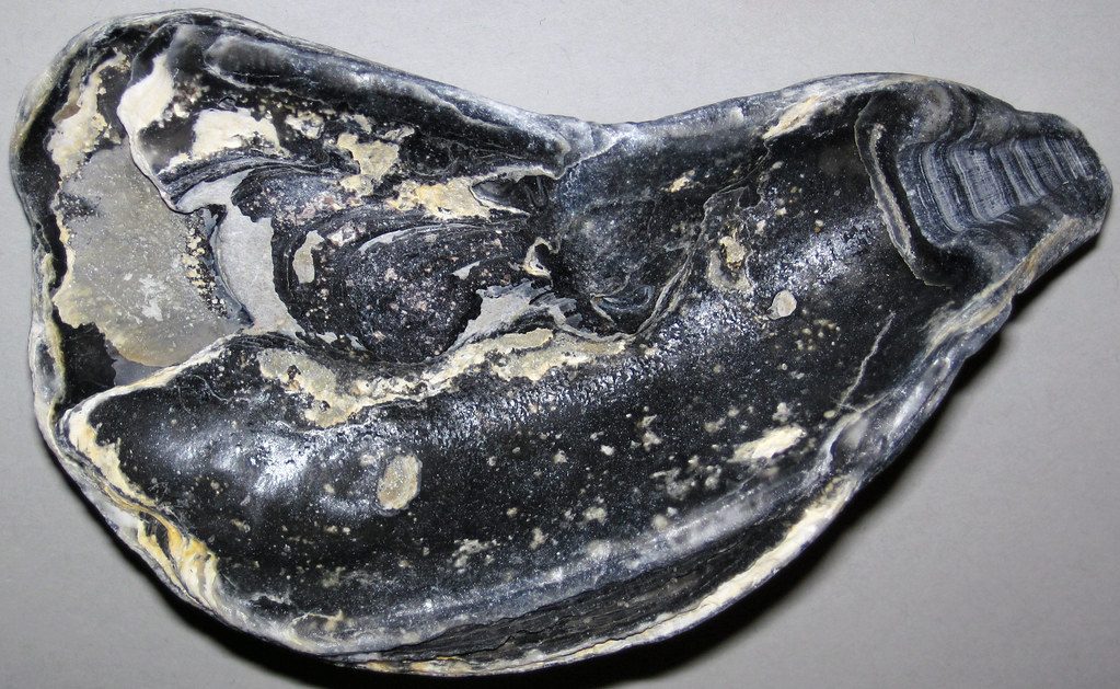 Eastern oysters (Crassostrea virginica), the species grown at Mere Point