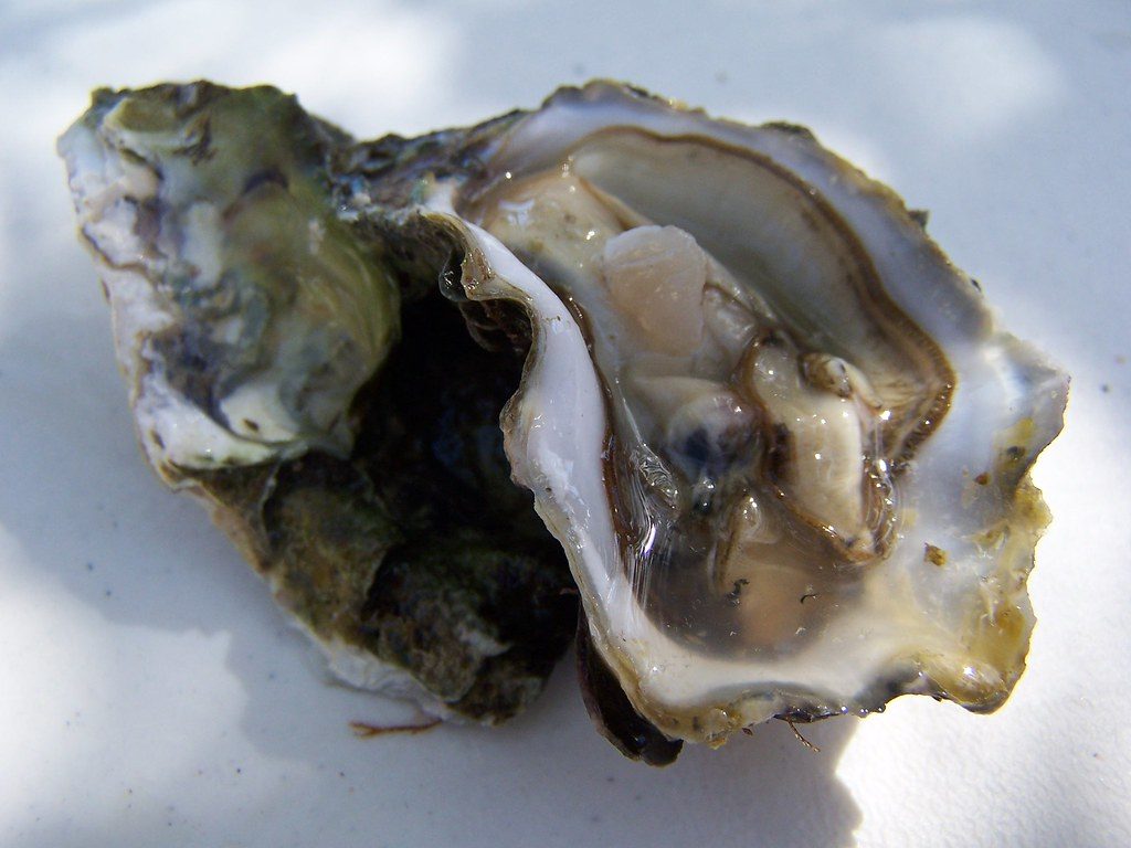 European flat oysters (Ostrea edulis), the species grown here