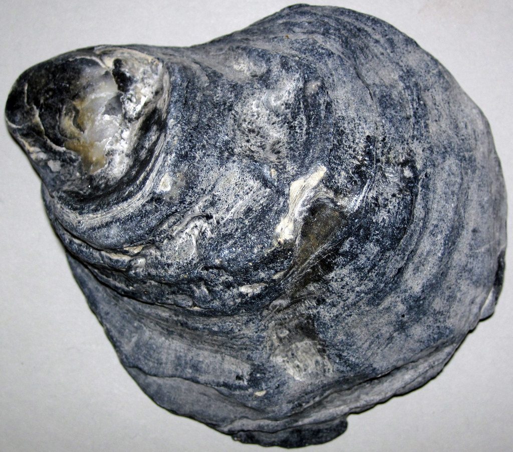 Eastern oysters (Crassostrea virginica), the species grown at Moon Shoal