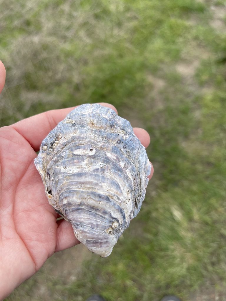 Pacific oysters (Crassostrea gigas), the species grown at Morlaix