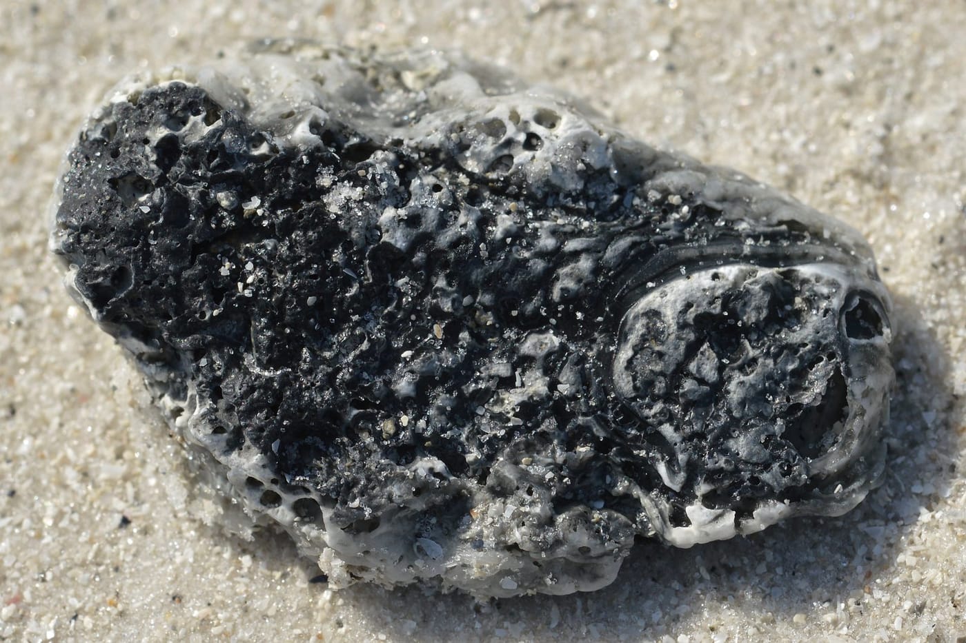 Eastern oysters (Crassostrea virginica), the species grown at Nonesuch