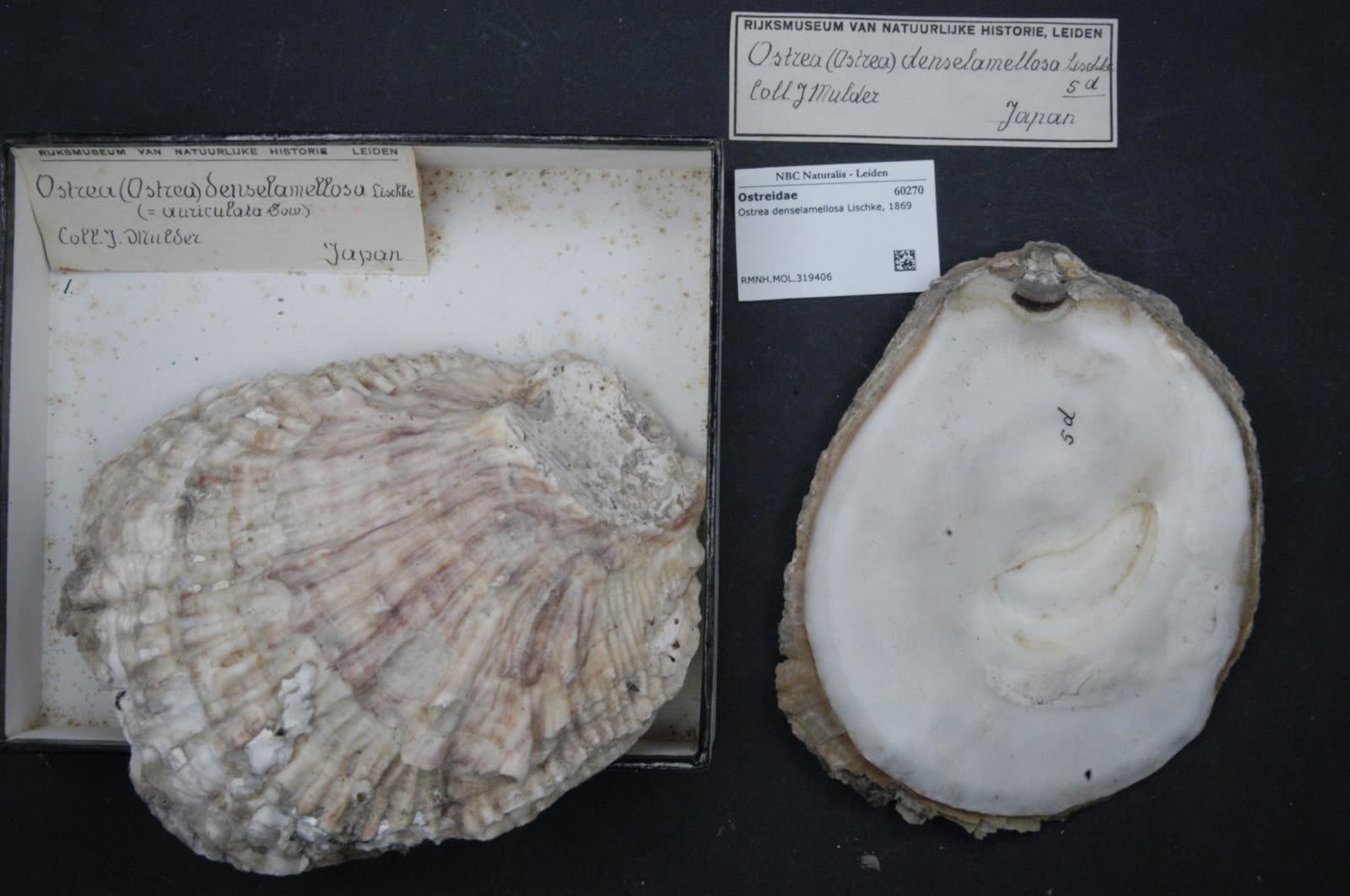 A shell of Ostrea denselamellosa in the Naturalis collection