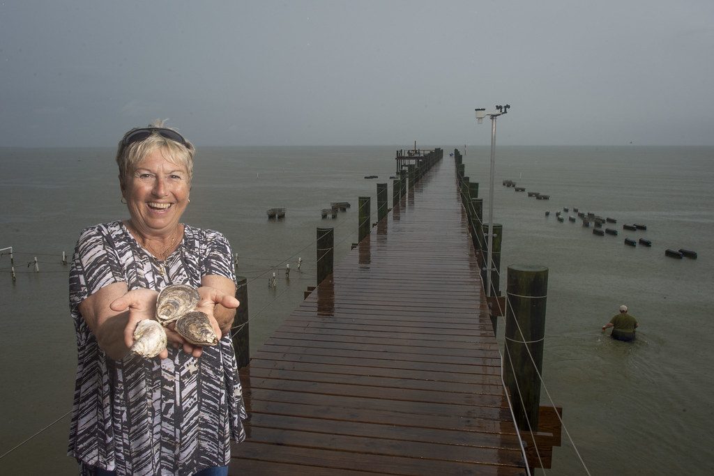 Artificial oyster reefs built parallel to a shoreline to slow erosion