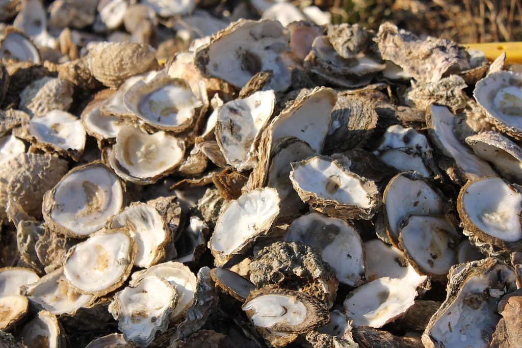 Oyster shells, Whitstable