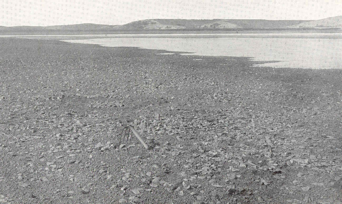 The Herring River at Wellfleet at low water, with shell laid in 1908 to catch seed oysters