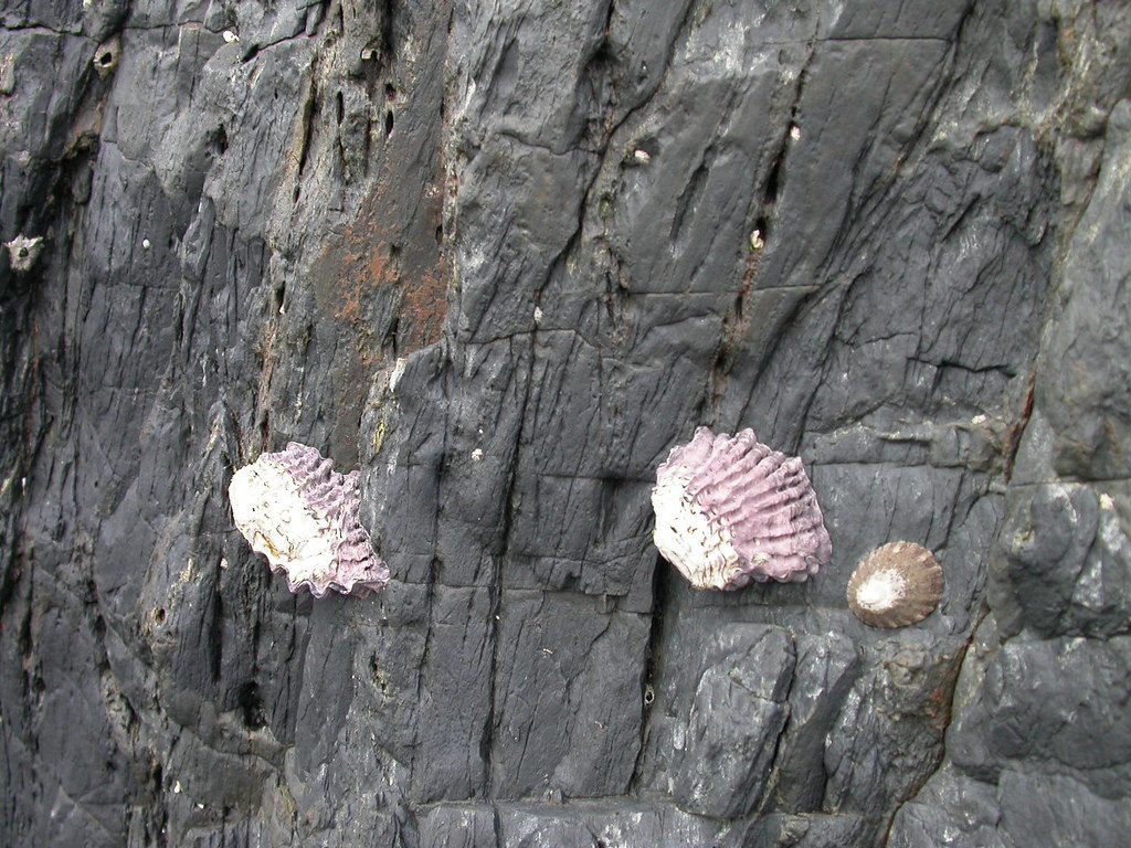 Probably hooded oysters (Saccostrea cucullata), on the shore at Muttonbird Island, Coffs Harbour