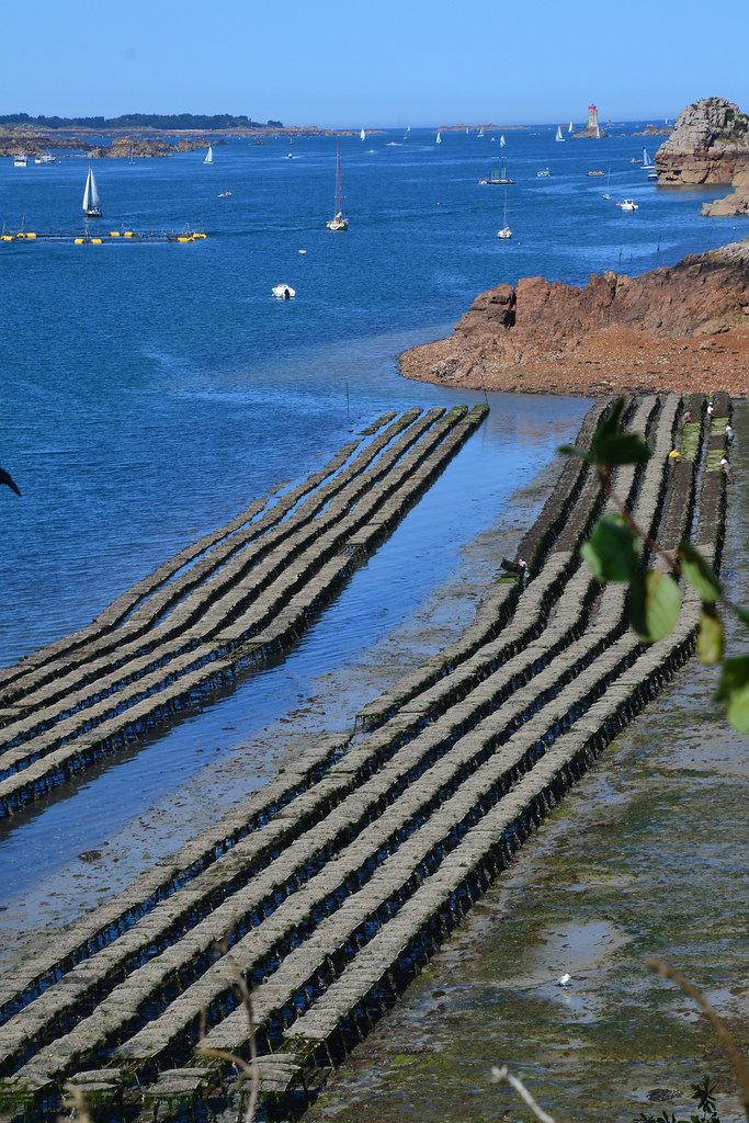 A living-shoreline oyster reef at Gandy's Beach, New Jersey, from the air