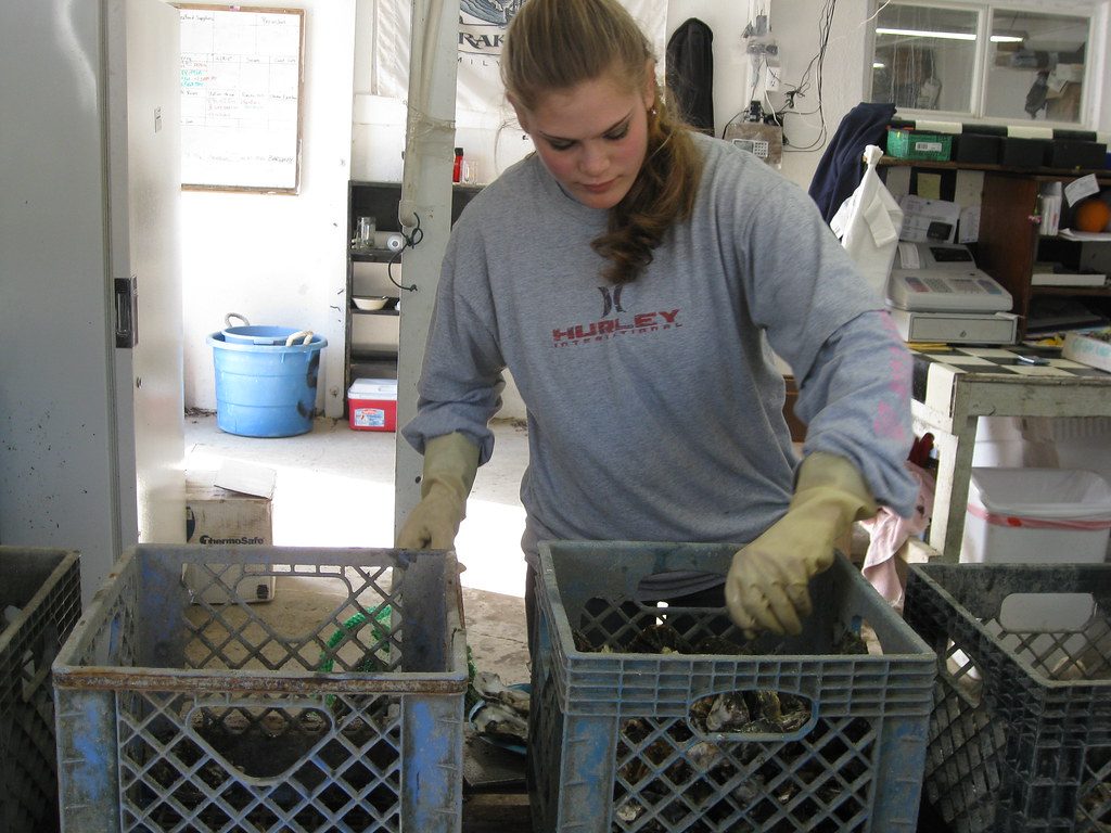Pacific oysters from Marennes