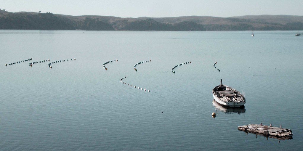 An oyster farm on Tomales Bay, California
