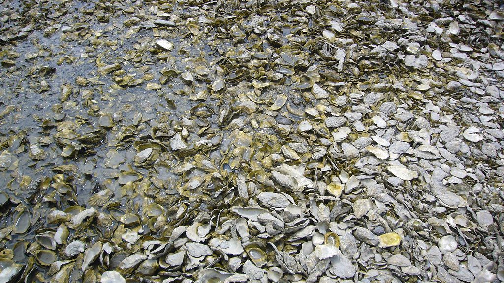 A Taylor Shellfish oyster farm