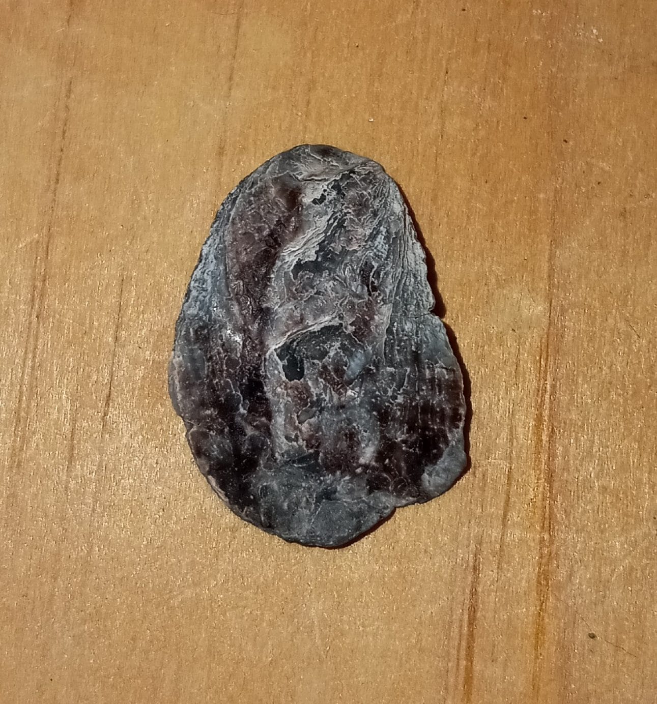Eastern oysters (Crassostrea virginica), the species grown at Spinney Creek