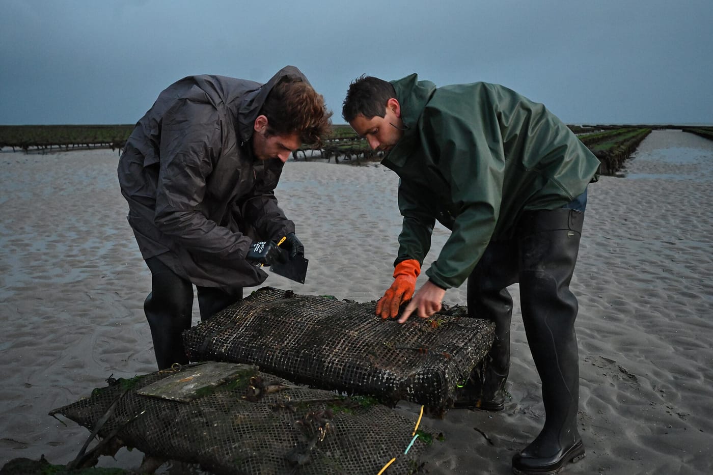 Ifremer staff working on oyster tables in the Baie des Veys, Normandy
