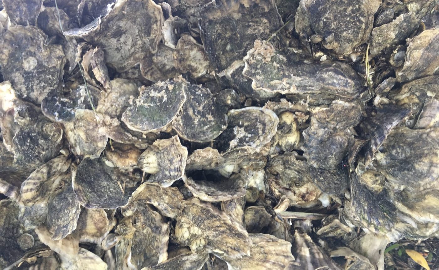 Eastern oysters (Crassostrea virginica), the species grown at Weskeag