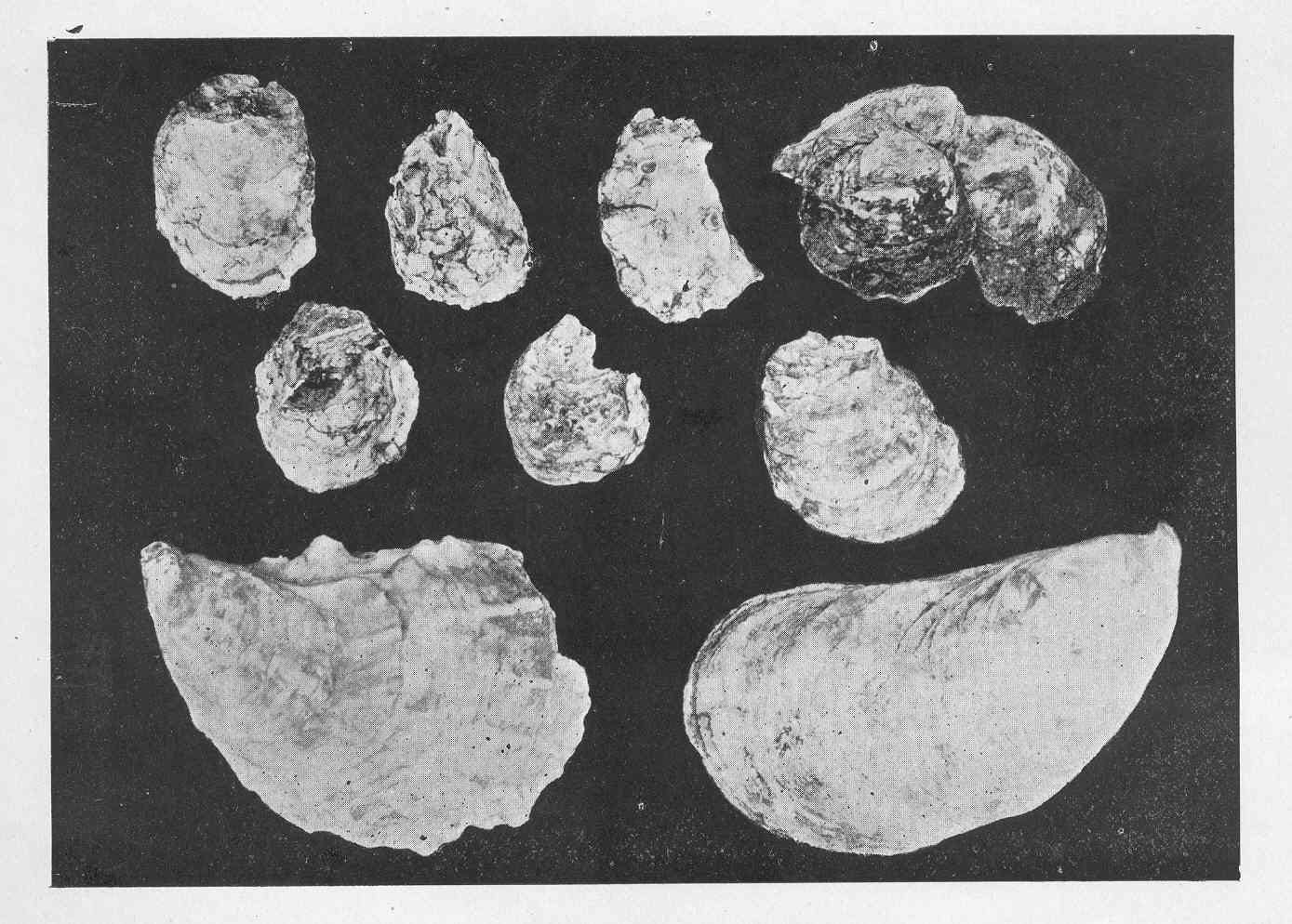 Native oysters from Yaquina Bay, Oregon (the small shells), in a plate published in 1896